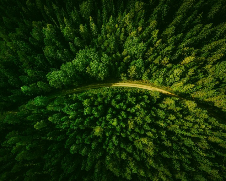 Forest