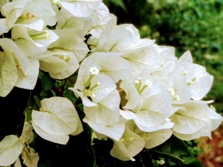 Boganvillia