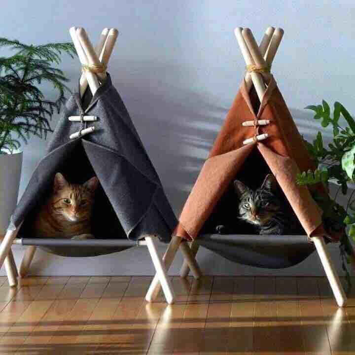 cats home