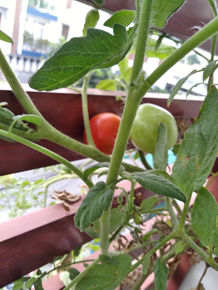 tomato