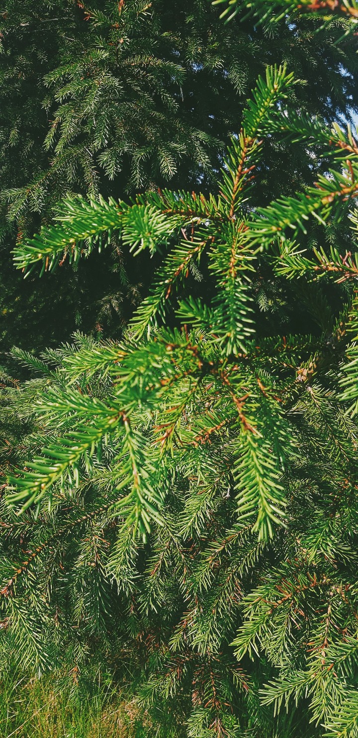 The world of green