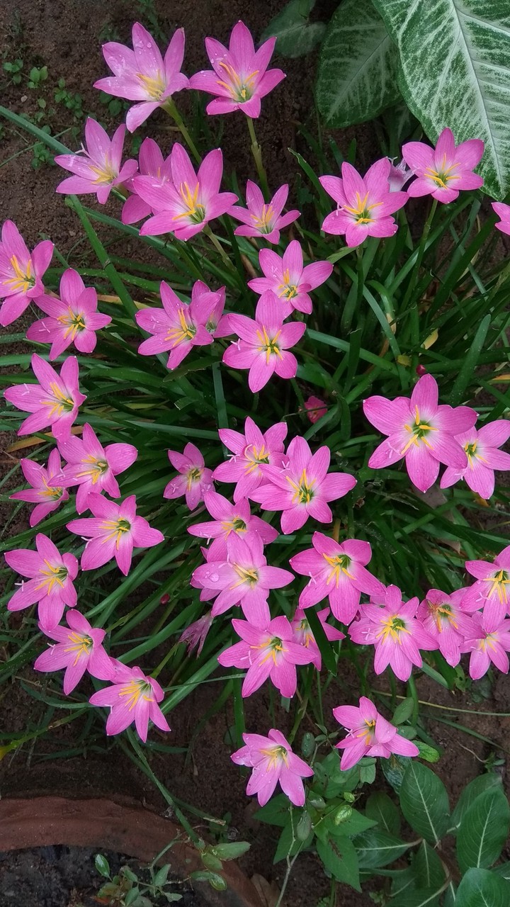 blossom