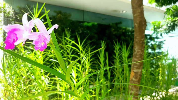 Flor no verão