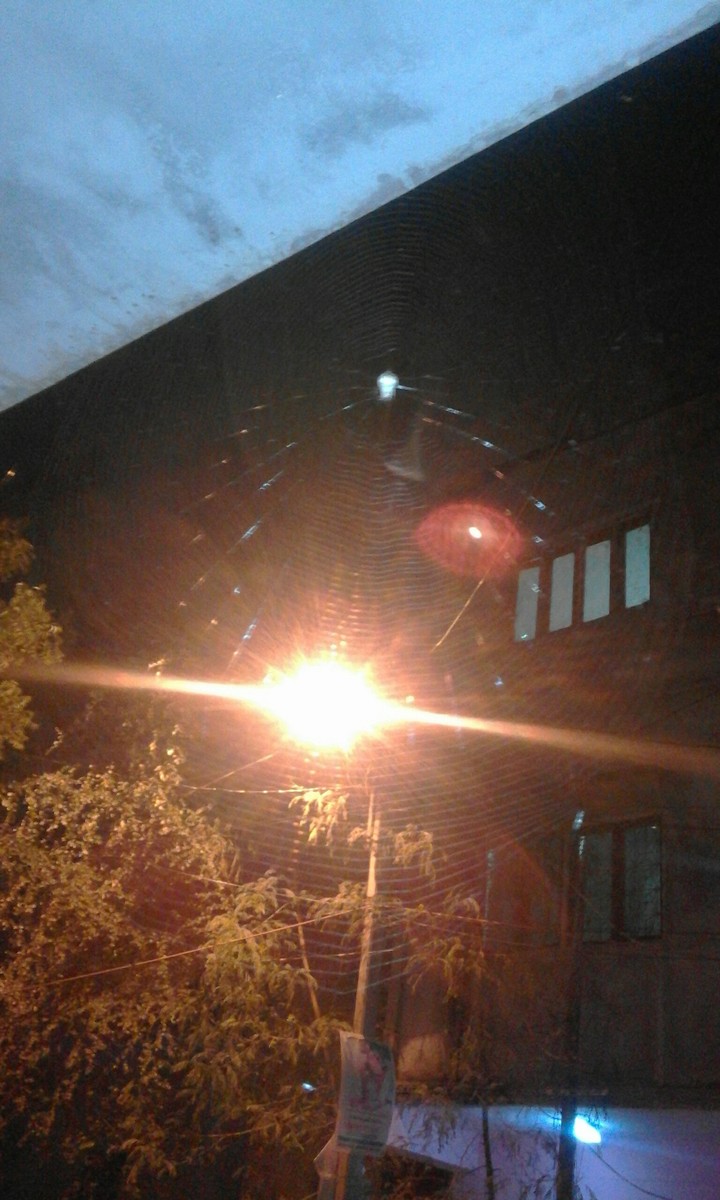cobweb
