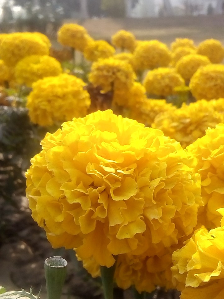 flowers