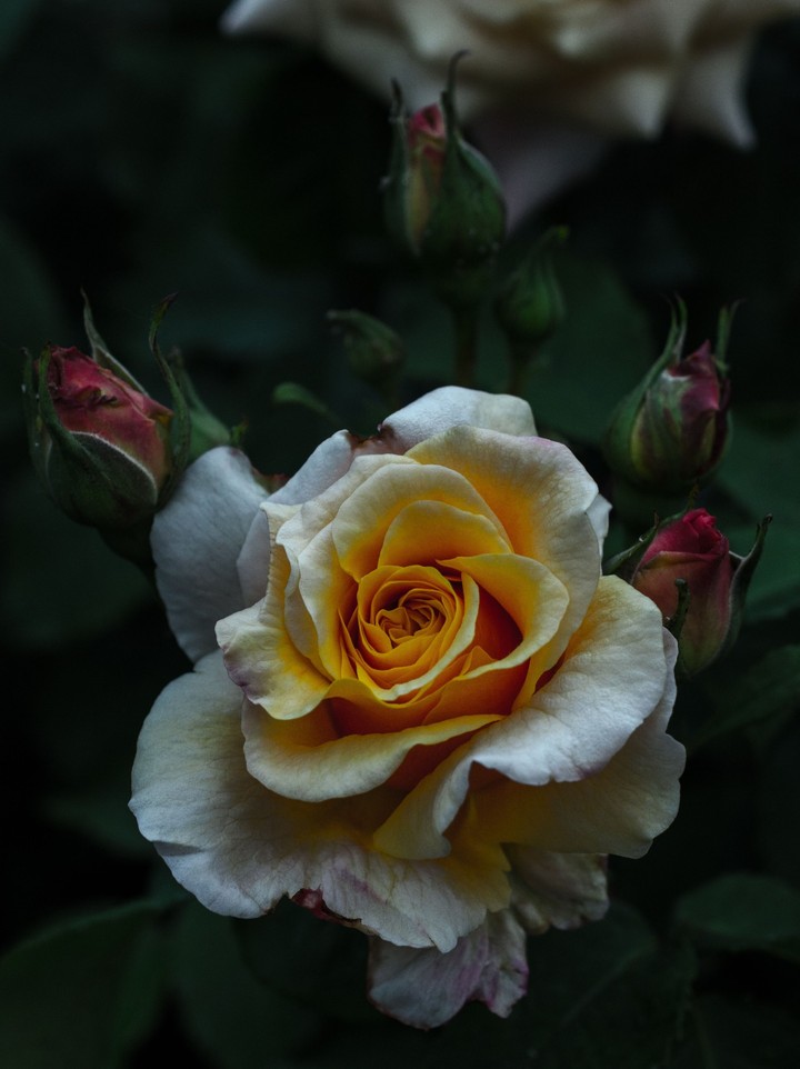 rose