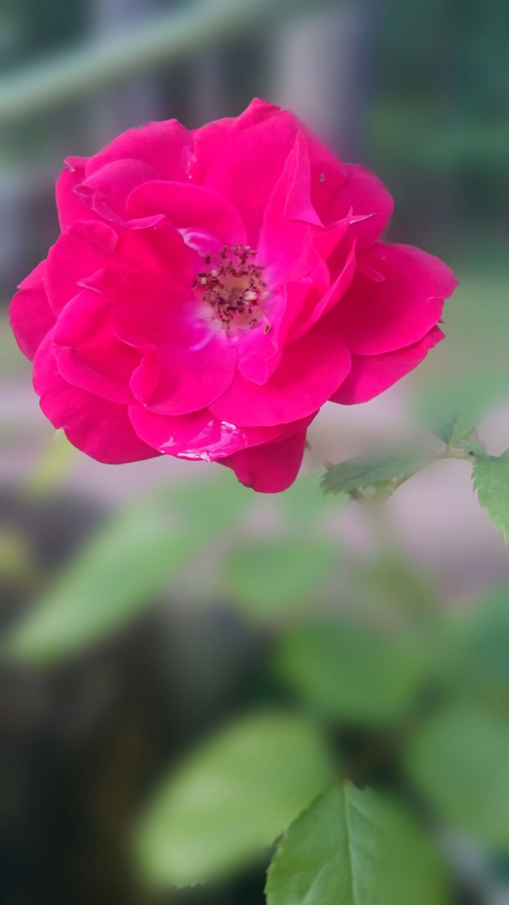 Pink beauty