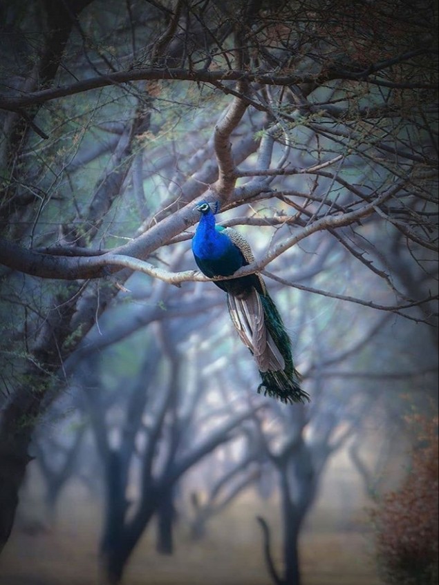 beautiful peacock