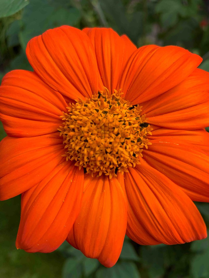 Summerflower