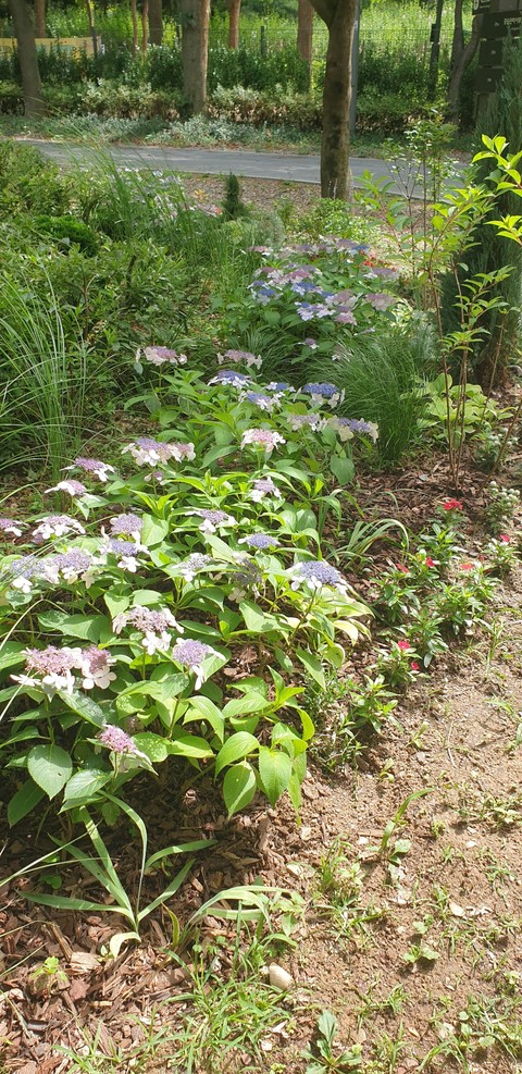 hình nền landscape, plant