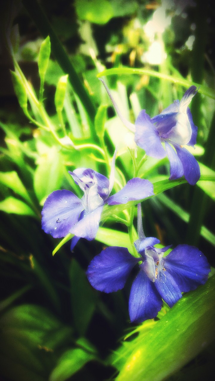 Blue flowers
