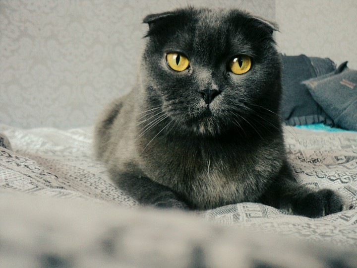 cat