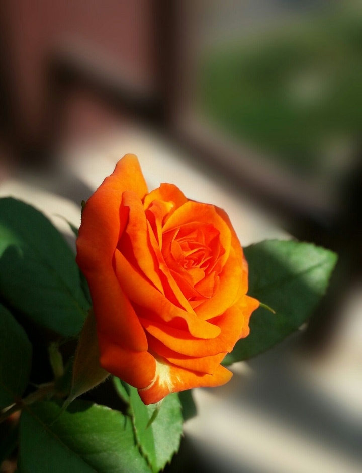 RoseBeauty