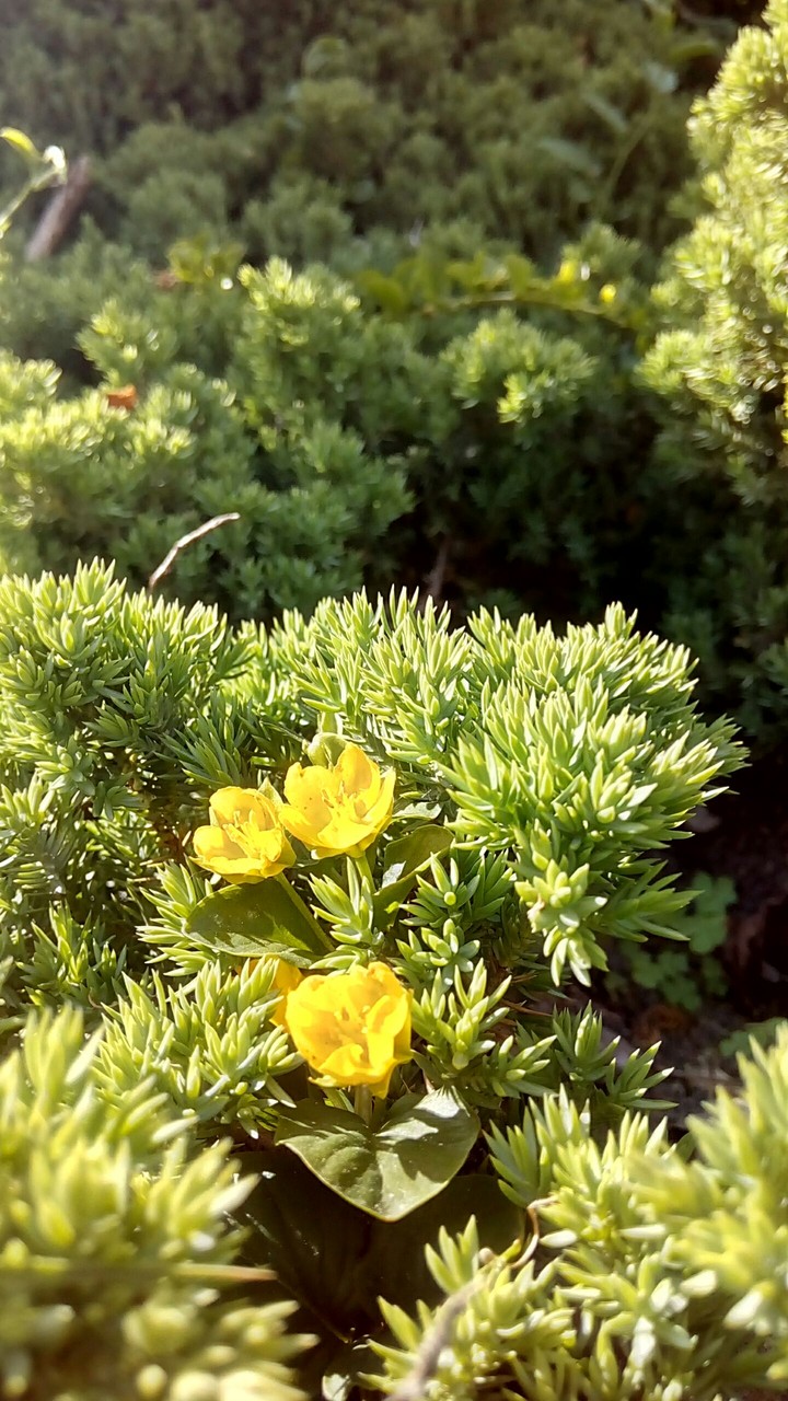 summer flowers