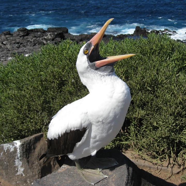 Bird