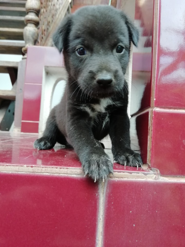 dog