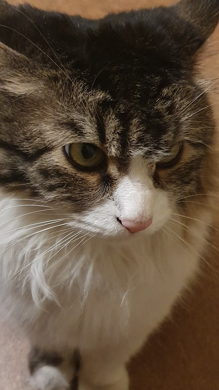 angry cat