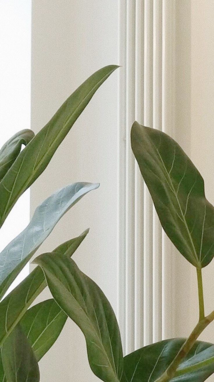 Plants