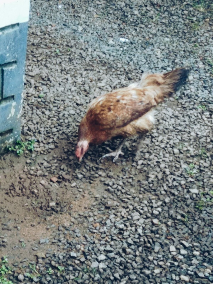 Hen