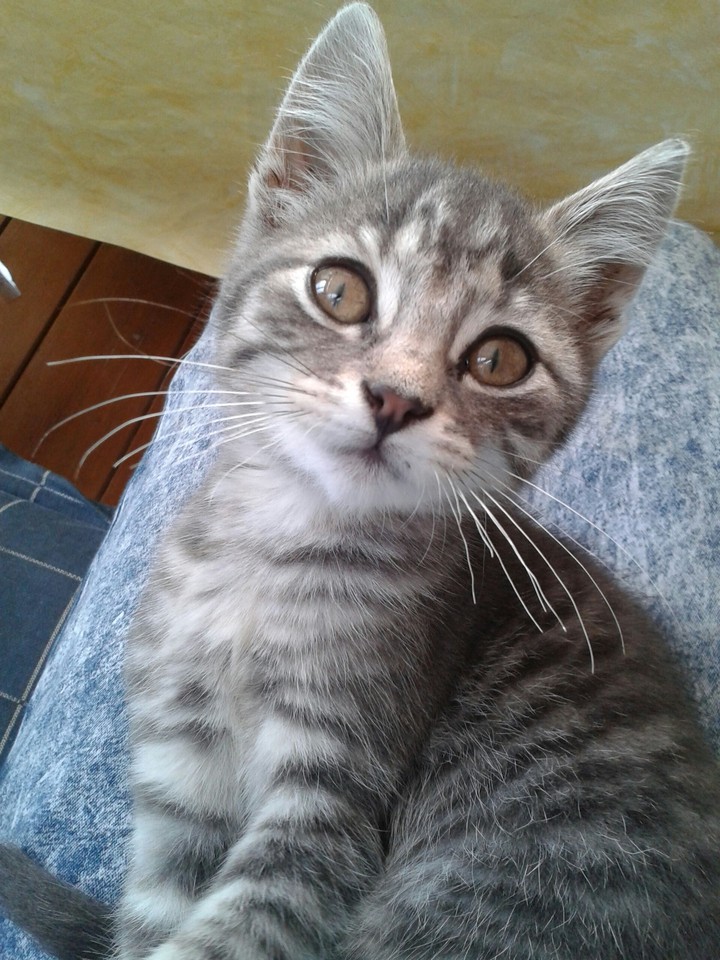 The Sweet Kitten "Miau"