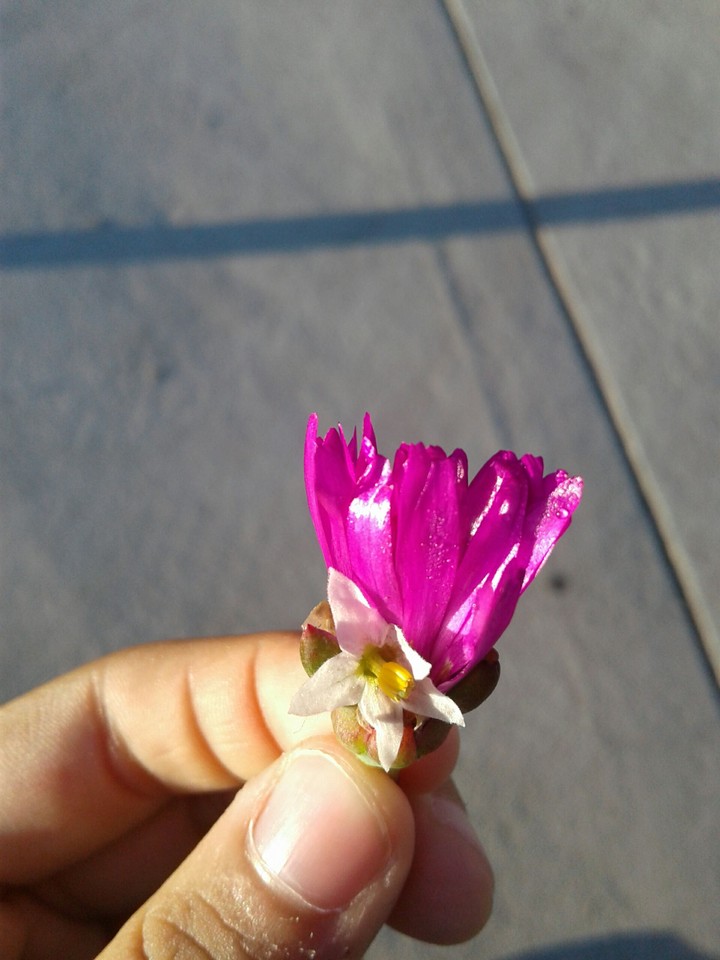 Flower friends 4 life!