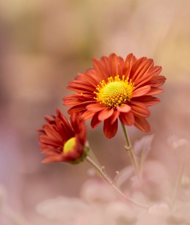 Vermelho com amarelo