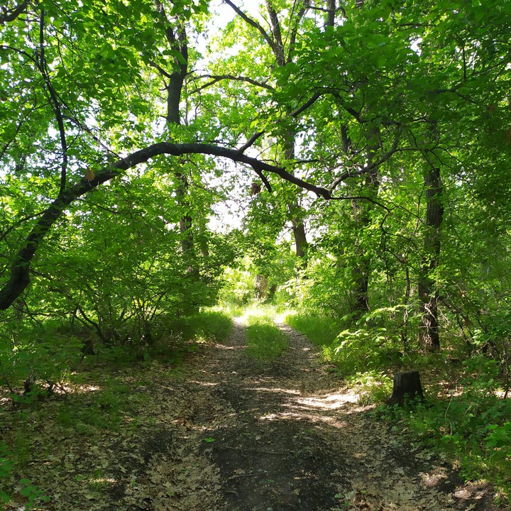 Летний лес.