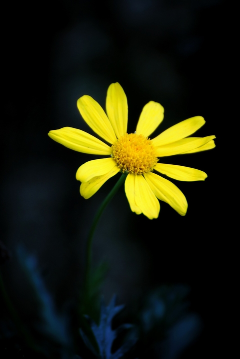 Flowers in summer