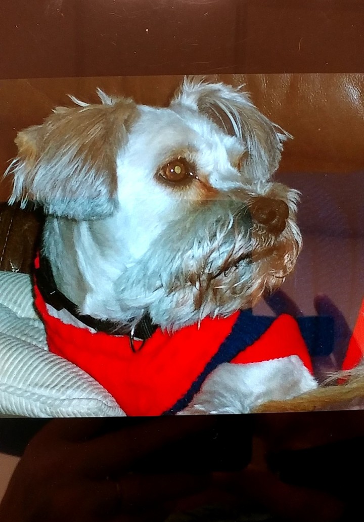Snarf the Wonder Dog!