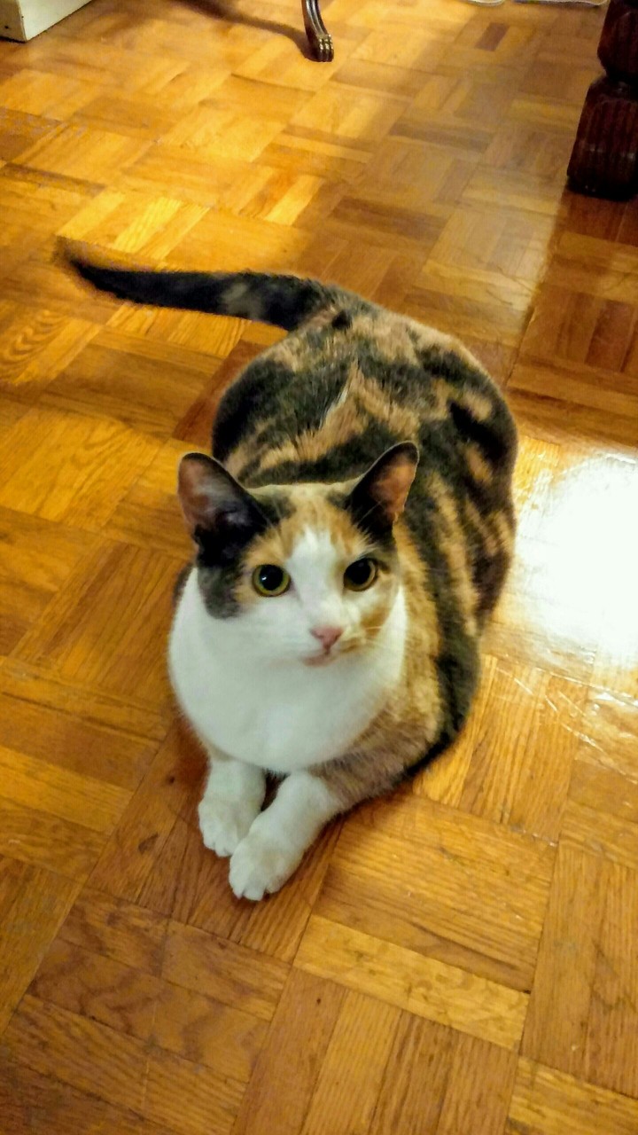 Adorable Dilute Calico Cat