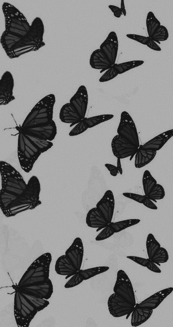 BLACK butterflies