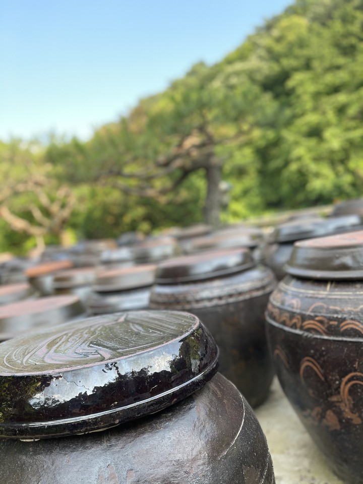 잘 익고 있는 메주 장독대