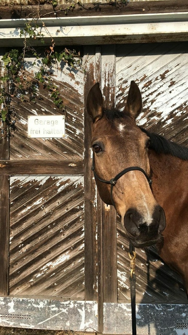My horse Aaragon♡