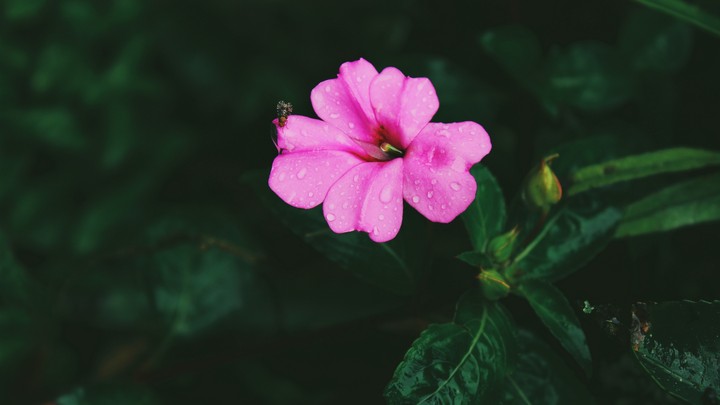 uhd