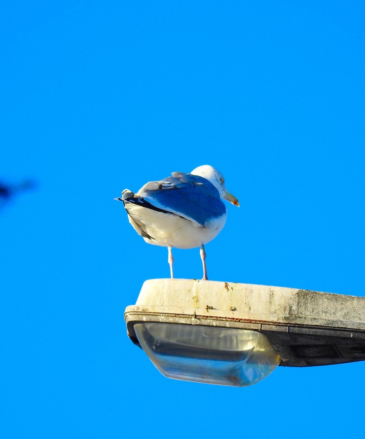 Blue 01