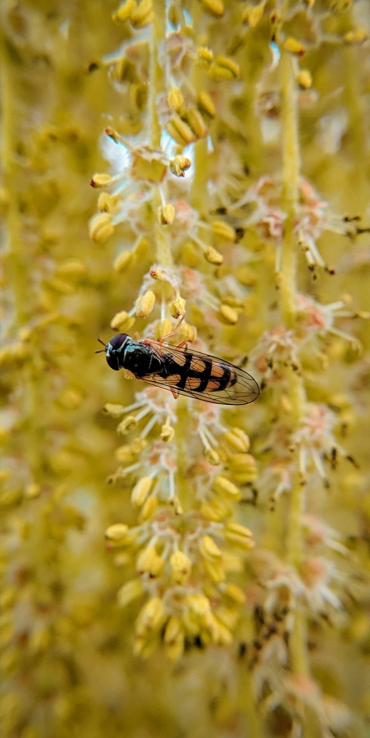 Another Busy Bee!!