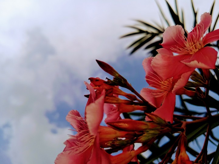 Red flowers