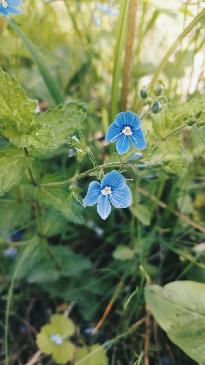Blue flowers