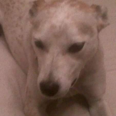 Annie the dog