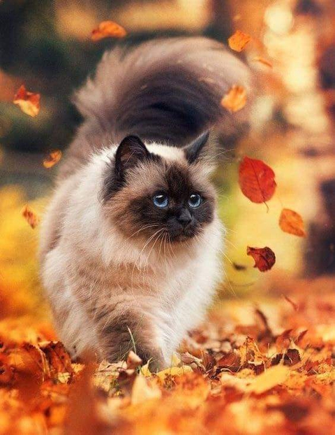 AutumN cat)) :3