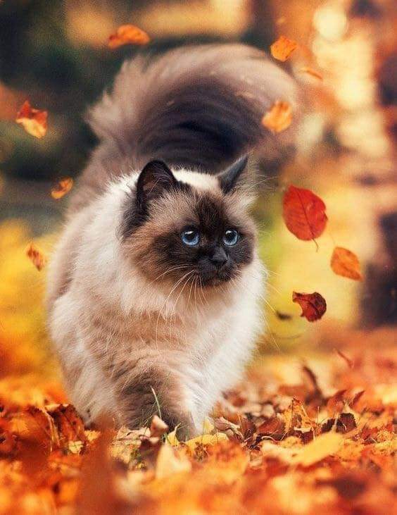 AutumN cat)) :3