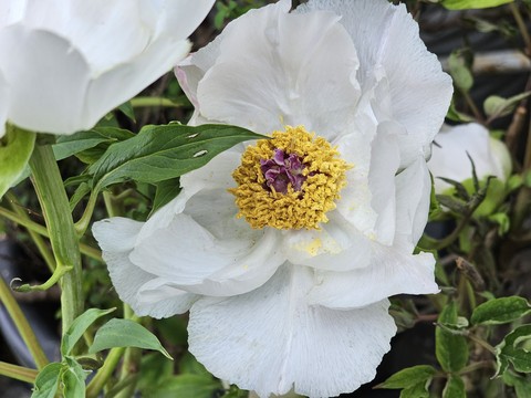 fonds d'écran Close-up, plant