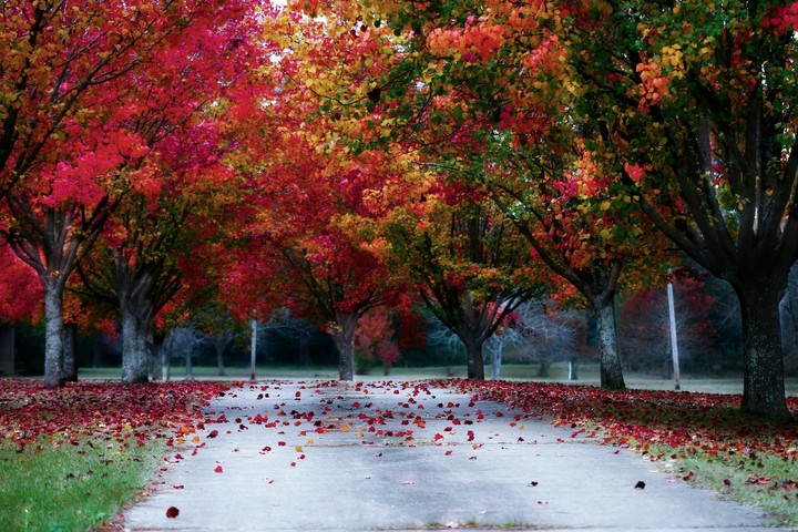 Colourful trees