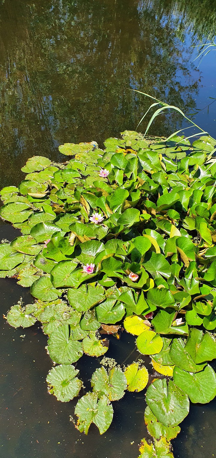 waterlily Holland