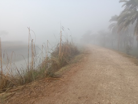 fog, plant壁紙