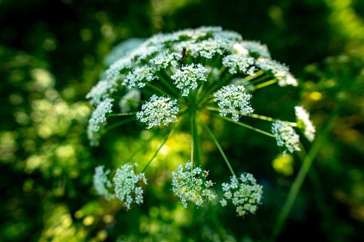 Grass flower