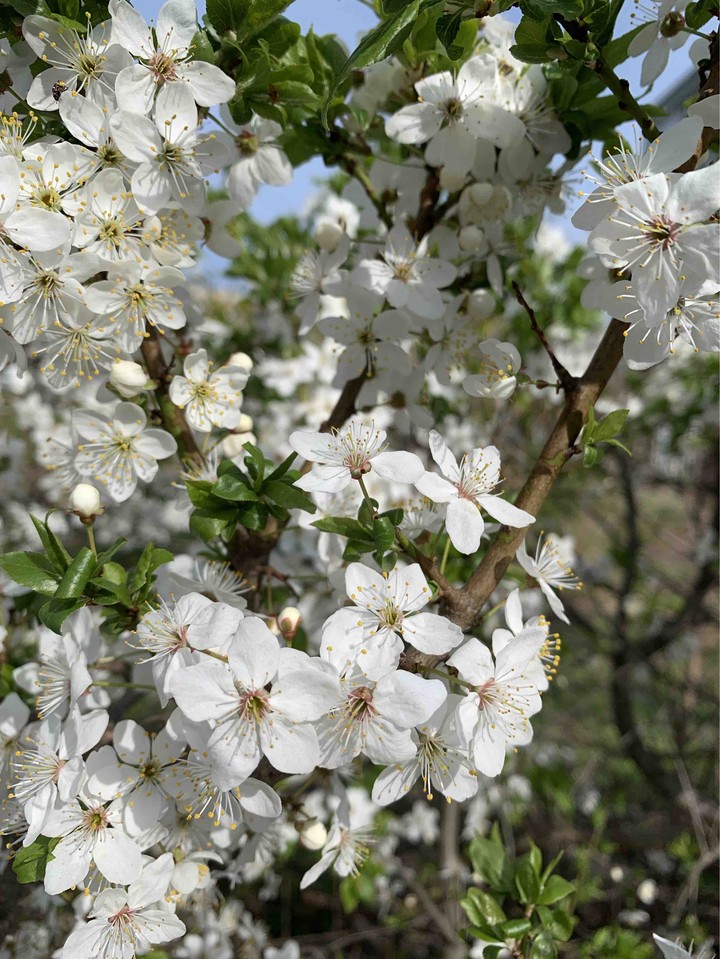 spring
