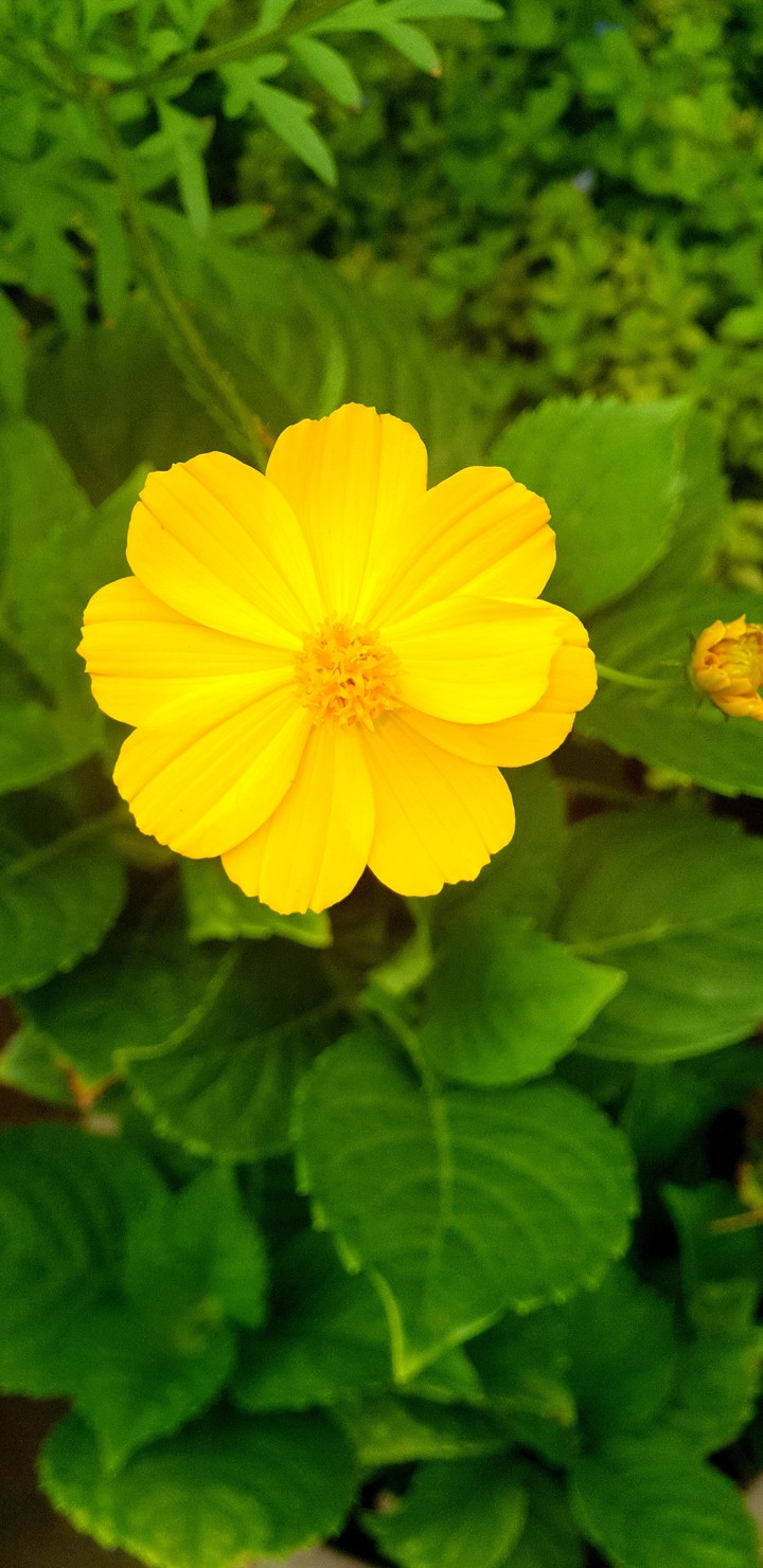 yellow