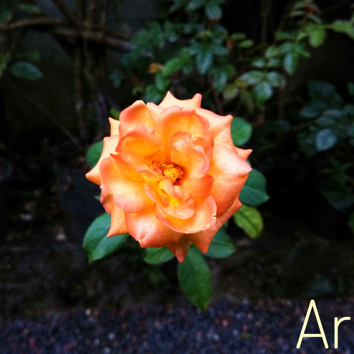 Sunlight flower