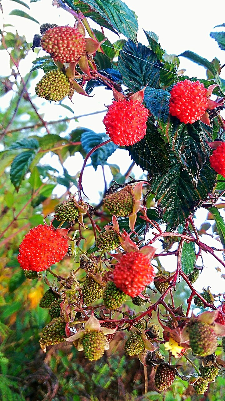 Wild Berries